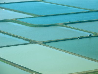 Catfish Ponds